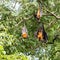 Giant fruit bat