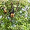 Giant fruit bat