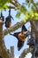 Giant fruit bats roosting in the daytime close-up shot. hanging upside down in a branch