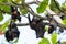 Giant fruit-eating bats