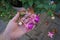 Giant fuchsia \'Bella Rosella\' blooms with pink to light purple flowers in a flower pot in October.