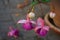 Giant fuchsia \\\'Bella Rosella\\\' blooms with pink to light purple flowers in a flower pot in October.