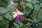Giant fuchsia \\\'Deep Purple\\\' blooms with white-purple flowers in a flower pot in autumn.