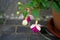 Giant fuchsia \\\'Deep Purple\\\' blooms with white-purple flowers in a flower pot in July. Berlin, Germany