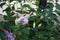 Giant fuchsia \\\'Holly\\\'s Beauty\\\' blooms with light pink-purple flowers in a flower pot in October.