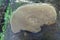 giant fungal colony almost on top of a tall tree seen from below