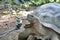 Giant Galapagos land tortoise being filmed