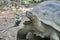 Giant Galapagos land tortoise being filmed