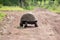 Giant Galapagos land turtle