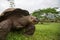 Giant Galapagos land turtle