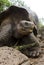 Giant Galapagos Tortoise