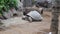 The Giant Galapagos Tortoise