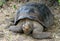 Giant Galapagos Tortoise