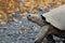 Giant Galapagos Tortoise, Chelonoidis nigra, in Profile Walking