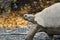 Giant Galapagos Tortoise, Chelonoidis nigra, in Profile Walking