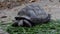 Giant Galapagos tortoise eating grass