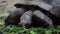 Giant Galapagos tortoise eating grass