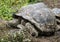 A giant Galapagos tortoise enjoys a mud bath, Isla Santa Cruz, Galapagos, Ecuador