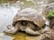 A giant Galapagos tortoise enjoys a mud bath, Isla Santa Cruz, Galapagos, Ecuador