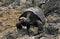 Giant Galapagos Tortoise, geochelone nigra, Adult standing on Rocks, Galapagos Islands
