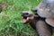 Giant galapagos tortoise with mouth open, closeup