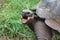 Giant galapagos tortoise with mouth open, closeup