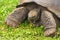 Giant Galapagos Tortoise Portrait, Ecuador