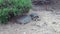 Giant Galapagos tortoise on the rocks and green grass on Santa Cruz Island.