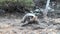 Giant Galapagos tortoise on the rocks and green grass on Santa Cruz Island.