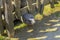 Giant Galapagos turtle`s head close-up in wooden fence on the ground top view across another turtle. Wildlife. Rare animals