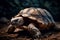 A giant Galapagos turtle walks on the ground. Generative AI