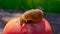 Giant garden slug and ripe juicy red tomato. Summer vegetable garden