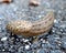 A giant gardenslug quiet strip at the edge of the forest