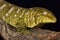 Giant gecko (Rhacodactylus laechianus)