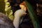 Giant Ghana Snail - Achatina achatina