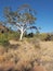 Giant Ghost Gum tree near Trephina Gorge