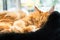 Giant Ginger Maine Coone Cat