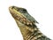 Giant Girdled lizard reptile isolated background