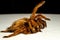 Giant Goliath Birdeater Tarantula