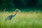 Giant goliath eron, Ardea goliath, the biggest heron walking in morning grass along the bank of the Okavango river against blurred