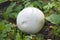 Giant Golovach Latin Calvatia gigantea is a species of fungi from the genus Golovach Latin Calvatia of the Champignonaceae fam