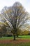 A giant and gorgeous tree in Regent\\\'s Park