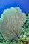 Giant Gorgonian, Coral reef, Caribbean Sea, Isla de la Juventud, Cuba