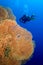 Giant Gorgonian, Red Sea, Egypt