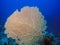 Giant Gorgonian Sea Fan Subergorgia hicksoni