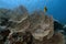 Giant Gorgonian Sea Fans Subergorgia hicksoni in the Red Sea