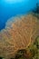 Giant Gorgonian, Seascape, Coral reef, Red Sea, Egypt