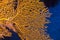 Giant gorgonian in tropical sea, underwater