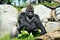 Giant gorilla having lunch at San Diego zoo