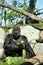 Giant gorilla having lunch at San Diego zoo